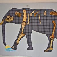 Παλαιοντολογικό μουσείο ελεφάντων image
