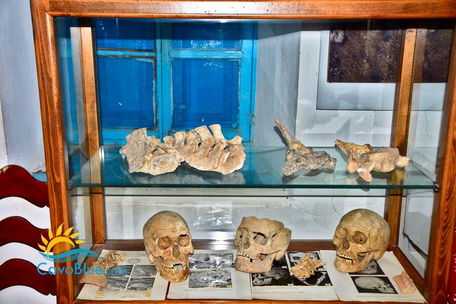 Palaeontological Museum of Elephants image-35