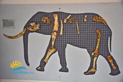 Palaeontological Museum of Elephants image-36
